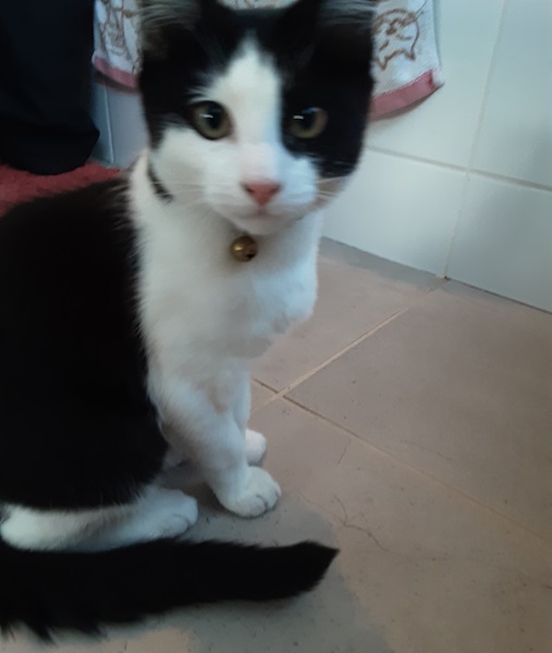 Oreo the kitten loves to play and chase his dog friends